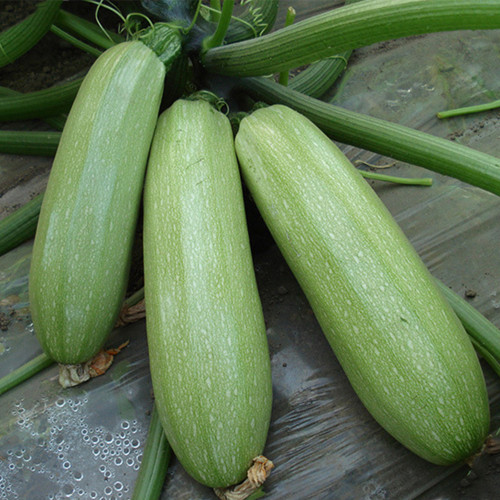 Zaoqing Zucchini Seeds