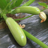 Zaoqing Zucchini Seeds