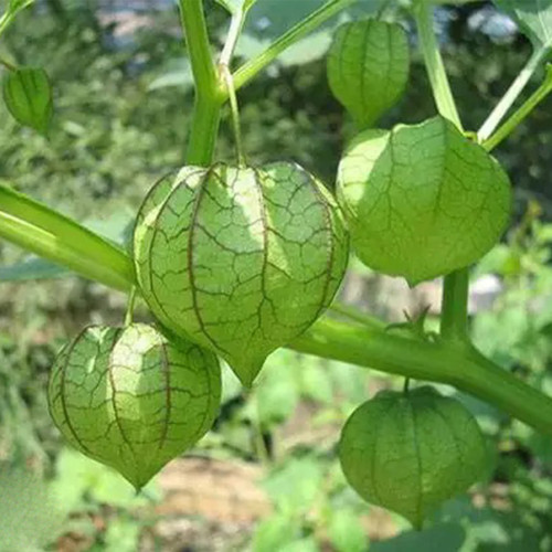 Physalis pubescens, Groundcherry Seeds 