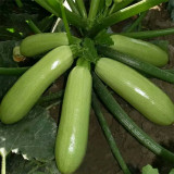 Zaoqing Zucchini Seeds