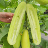 Spineless Creamy Cucumber Seeds