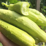 Spineless Creamy Cucumber Seeds