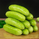 Spineless Creamy Cucumber Seeds