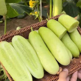 Spineless Creamy Cucumber Seeds