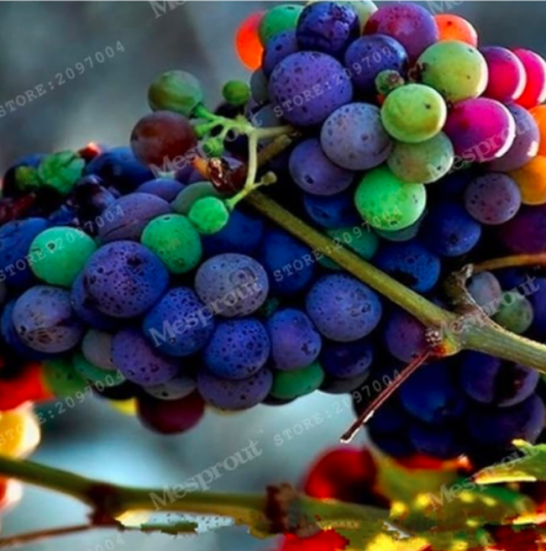 Miniature Grape Rainbow Vine Seed Patio Syrah Vitis Vinifera Houseplant