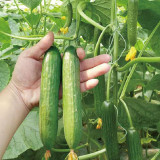 Spineless Mini Cucumber Seeds