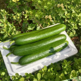 Spineless Mini Cucumber Seeds