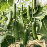 Spineless Mini Cucumber Seeds