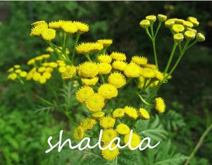 English Daisy Plants Bellis perennis Rare Seed Tansy Flower Plants