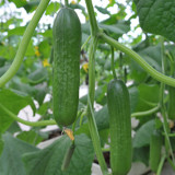 Spineless Mini Cucumber Seeds