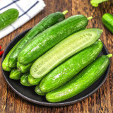 Spineless Mini Cucumber Seeds