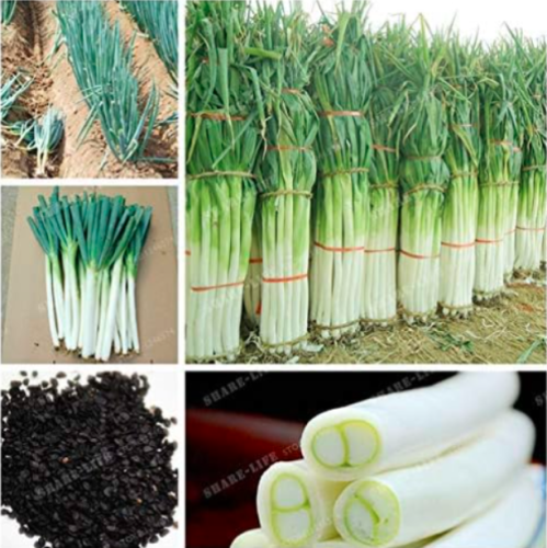 Japanese Bunching Onion Seed Organic Seed Vegetables Giant Green Onion