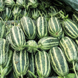 Extremely Sweet Melon Seeds