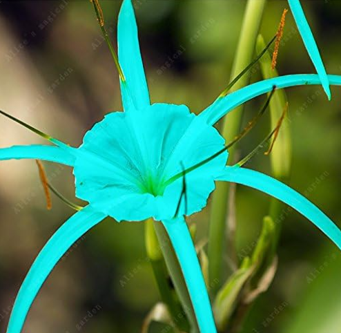 Spider Lily and Lily Fragrance Ornamental Plants Seed Leaves Color