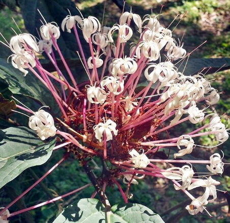 Fireworks Tree Seed Tree Plant Clerodendrum quadriloculare