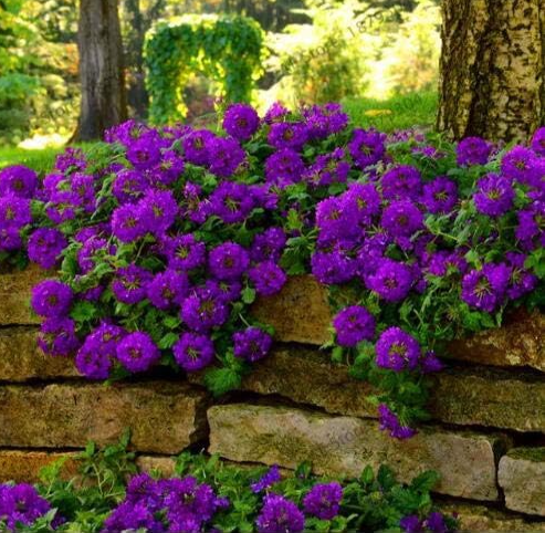 Verbena Seed (Verbena officinalis) Perennial Rare Beautiful Flower