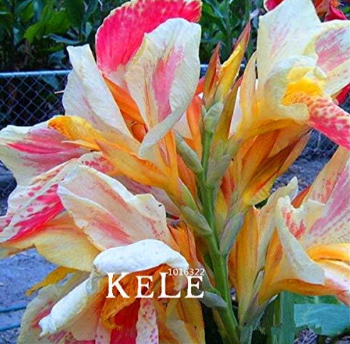 Small Canna Lily Seed, Garden Plant