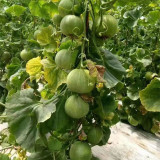 Emerald Sweet Melon Seeds