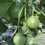Emerald Sweet Melon Seeds