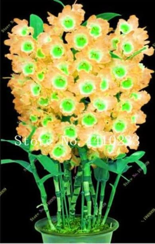 Rare Orchid Seed Dwarf Seed Plants Dendrobium Orchids
