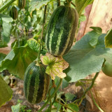 Extremely Sweet Melon Seeds