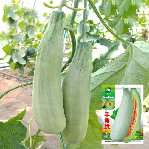 Goat Horn Crispy Melon Seeds