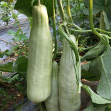 Goat Horn Crispy Melon Seeds