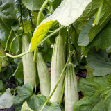 Goat Horn Crispy Melon Seeds
