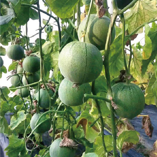 Emerald Sweet Melon Seeds