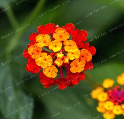 Lantana Camara Seed Multi Color Optional Rare Perennial