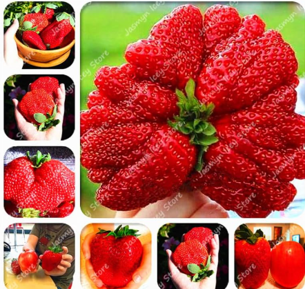 Giant Japanese Strawberry Seed Plants Dwarf Fruit