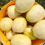 Tianfei Sweet Melon Seeds