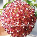 Rare Color Hoya Seed, Hoya Plant, Ball Orchid Flower