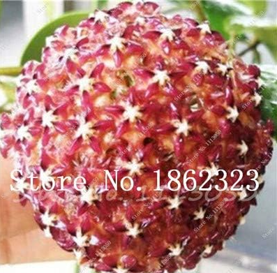Rare Color Hoya Seed, Hoya Plant, Ball Orchid Flower