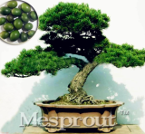 Japan Podocarpus Macrophyllus Seeds