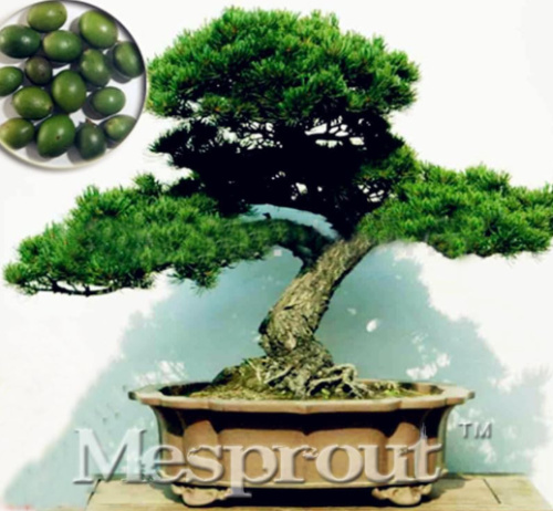 Japan Podocarpus Macrophyllus Seeds