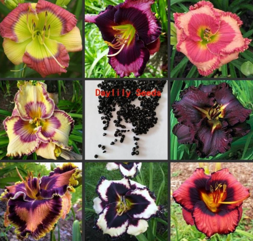 Hemerocallis middendorffii Daylily semillas Perennial Flower Seeds