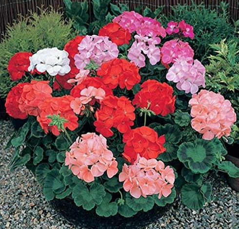 Geranium Seed Bonsai Potted Balcony Planting Seasons Pelargonium Mixed