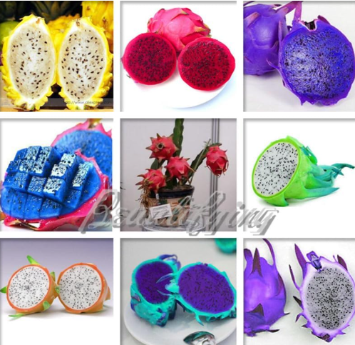 Mix Colors Dragon Fruit Seeds