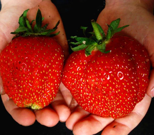 Strawberry Seeds Giant Strawberry Organic Fruit