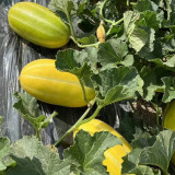 Golden Honey Melon Seeds