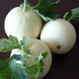 White Sweet Melon Seeds, Sugar Jar Melon