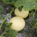 White Sweet Melon Seeds, Sugar Jar Melon