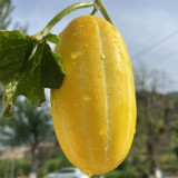 Golden Honey Melon Seeds