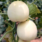 White Sweet Melon Seeds, Sugar Jar Melon