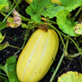 Golden Honey Melon Seeds