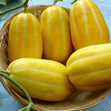 Golden Honey Melon Seeds