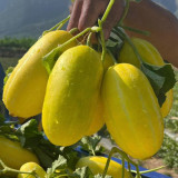 Golden Honey Melon Seeds