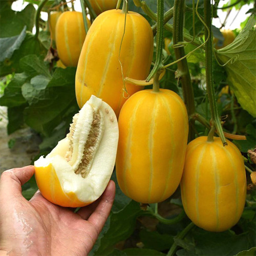 Golden Honey Melon Seeds