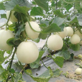 White Sweet Melon Seeds, Sugar Jar Melon